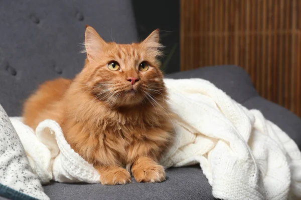 Söpö punainen kissa tummanharmaalla sohvalla kotona, lähikuva. Tekstitila — kuvapankkivalokuva