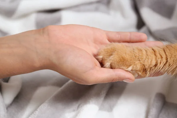 Mujer y gato tomados de la mano en una manta caliente, vista de cerca — Foto de Stock