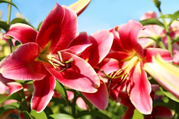 花畑で育つ美しい明るいピンクのユリ、クローズアップ — ストック写真