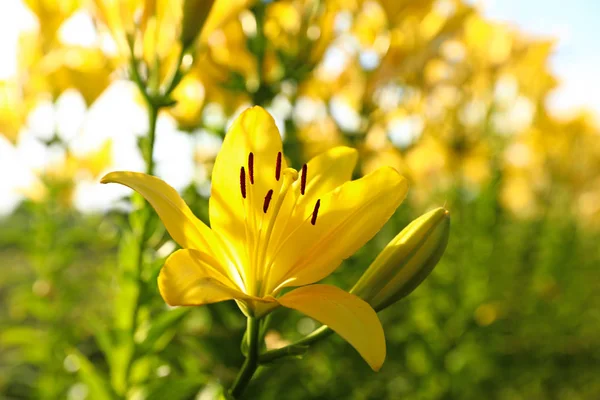 Lindos lírios amarelos brilhantes crescendo no campo de flores, close-up — Fotografia de Stock