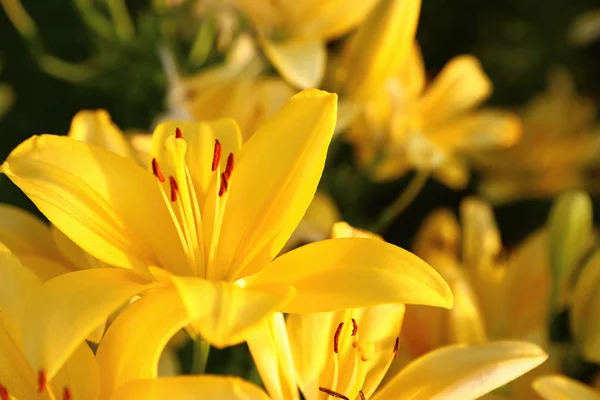 Lindos lírios amarelos brilhantes crescendo no campo de flores, close-up — Fotografia de Stock