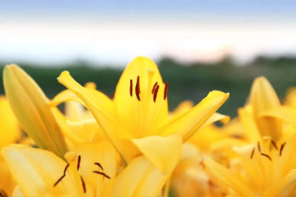Vackra ljusgula liljor växer på Flower Field, närbild — Stockfoto