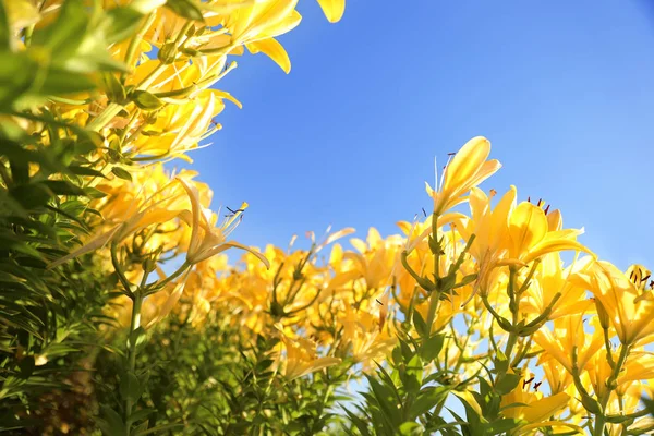 Beaux lys jaunes dans le champ en fleurs contre le ciel bleu — Photo