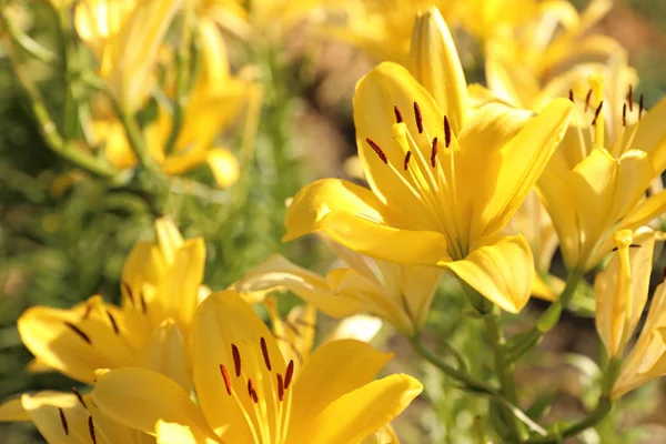 Gyönyörű sárga liliomok virágzó területen a nyári napon — Stock Fotó