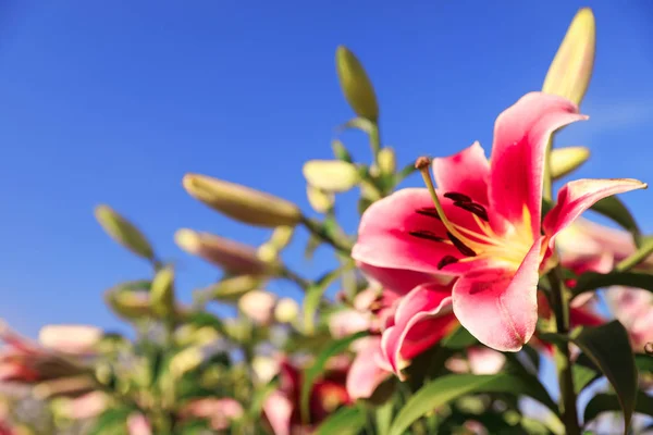 Mooie roze lelies in bloeiende veld tegen blauwe hemel. Ruimte voor tekst — Stockfoto