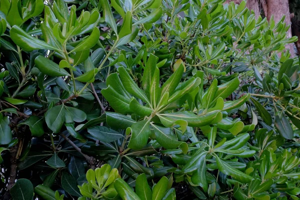 Beau buisson vert dans le jardin comme fond — Photo