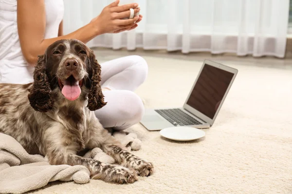 Entzückender russischer Spaniel mit Besitzer auf leichtem Teppich drinnen, Nahaufnahme. Raum für Text — Stockfoto