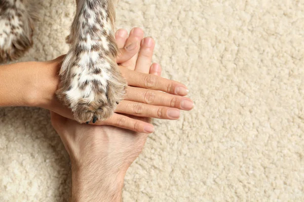 Família com seu cão colocando as mãos e a pata juntas no tapete leve, vista superior. Espaço para texto — Fotografia de Stock