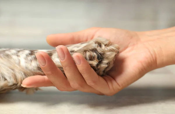 Mujer sosteniendo la pata del perro en el interior, vista de cerca —  Fotos de Stock