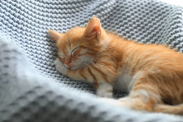 Dormire carino piccolo gattino rosso sulla coperta azzurra — Foto Stock