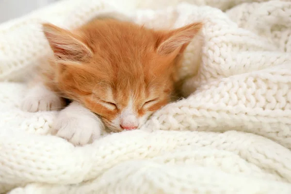 Χαριτωμένο μικρό κόκκινο γατάκι κοιμάται σε λευκό πλεκτό κουβέρτα — Φωτογραφία Αρχείου