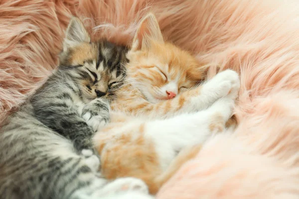 Söta små kattungar sova på rosa lurviga filt — Stockfoto