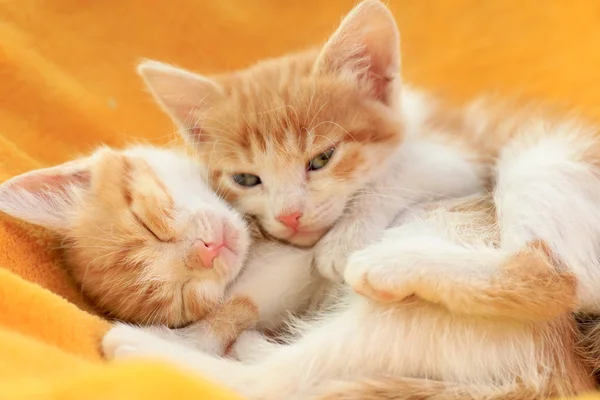 Lindos gatitos rojos en manta amarilla, vista de cerca —  Fotos de Stock