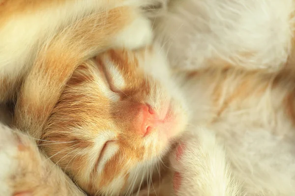 Lindo poco rojo durmiendo gatito, primer plano vista —  Fotos de Stock