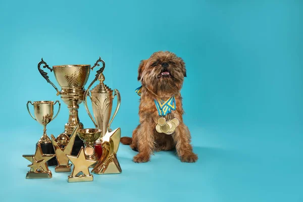 Lindo perro Griffon de Bruselas con trofeos campeón y medallas sobre fondo azul claro. Espacio para texto — Foto de Stock