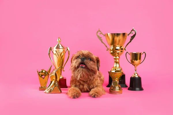 Lindo perro Griffon de Bruselas con trofeos campeón sobre fondo rosa — Foto de Stock