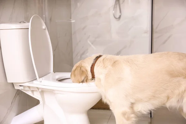 Bonito Golden Labrador Retriever água potável de vaso sanitário — Fotografia de Stock