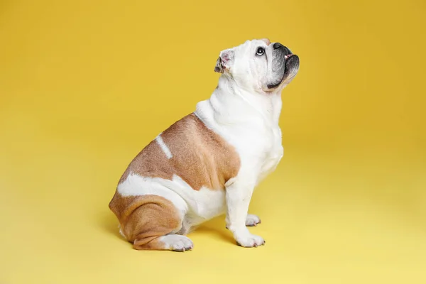 Adorable funny English bulldog on yellow background
