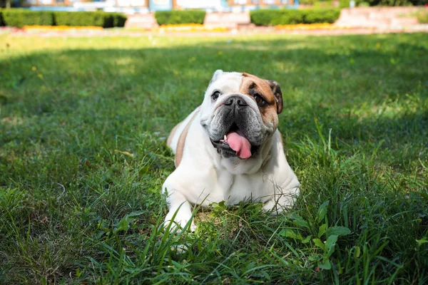 Funny English bulldog on green grass in park