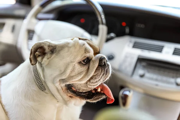 Adorable funny English bulldog inside modern car