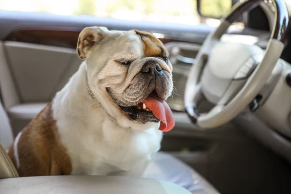 Adorable funny English bulldog inside modern car