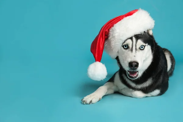 Cão Husky siberiano bonito em chapéu de Papai Noel no fundo azul. Espaço para texto — Fotografia de Stock