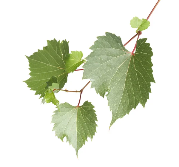 Folhas de uva verde fresca no fundo branco — Fotografia de Stock