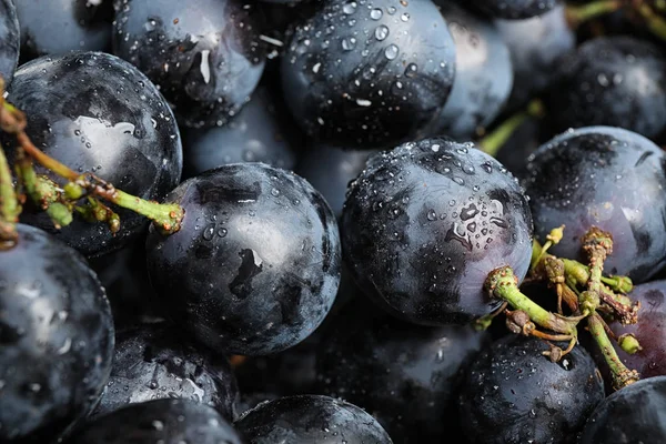 Friss érett lédús fekete szőlő, háttérként, Vértes kilátás — Stock Fotó