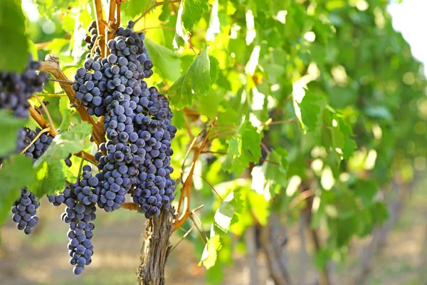 Uvas jugosas frescas maduras que crecen en el viñedo — Foto de Stock