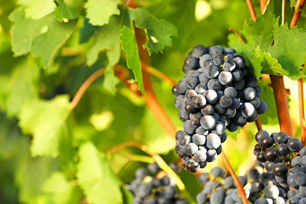 Rijpe sappige druiven groeien in de wijngaard — Stockfoto