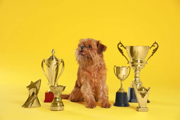 Cute Brussels Griffon dog with champion trophies on yellow background Stock Picture