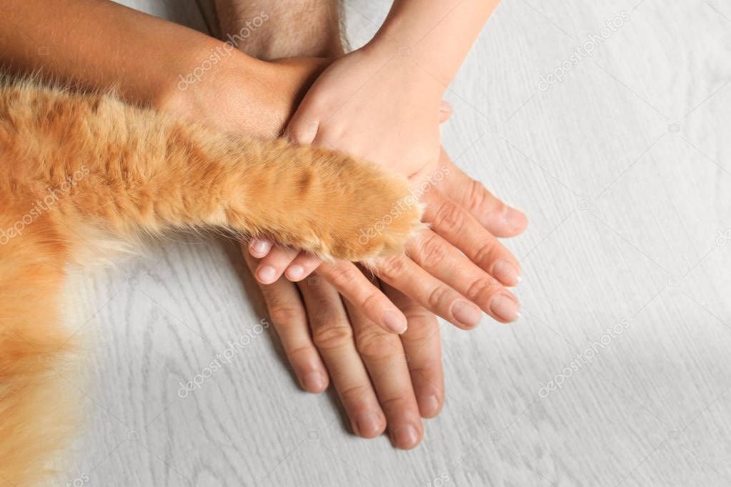 Closeup of family and cat holding hands together on light wooden floor, top view. Space for text