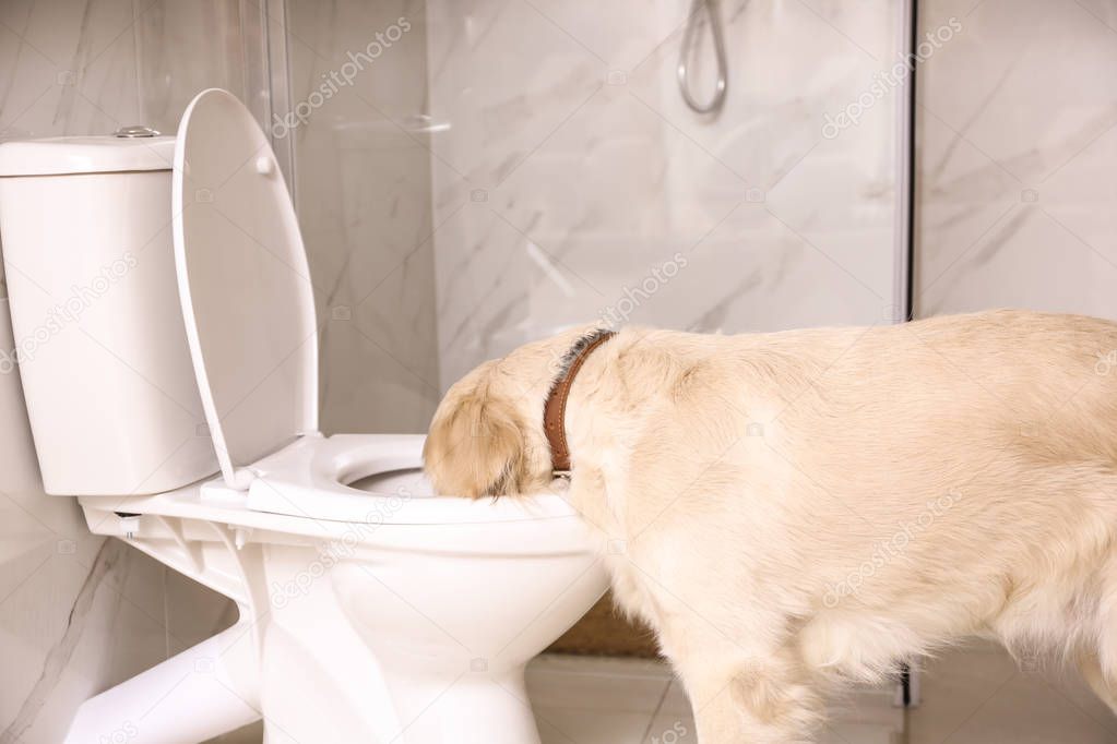Cute Golden Labrador Retriever drinking water from toilet bowl