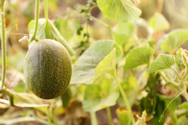 Färsk mogen saftig melon växer i fält — Stockfoto