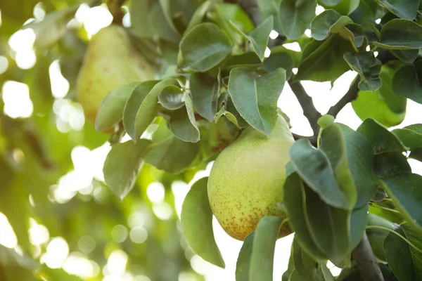 Pêras suculentas frescas na árvore no jardim, close-up — Fotografia de Stock