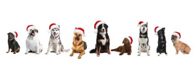 Beyaz arka planda Santa şapkalı sevimli köpekler in seti