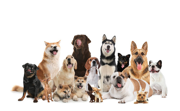 Group of adorable dogs on white background