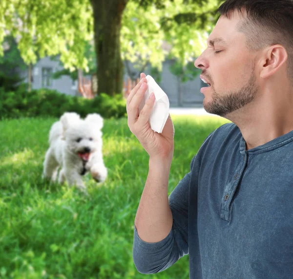 Az ember szenved allergiában a kutyák szabadban — Stock Fotó