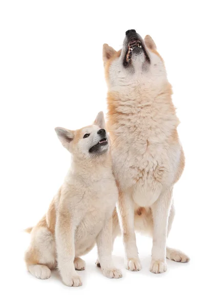 愛らしい秋田犬犬と子犬は白で孤立 — ストック写真