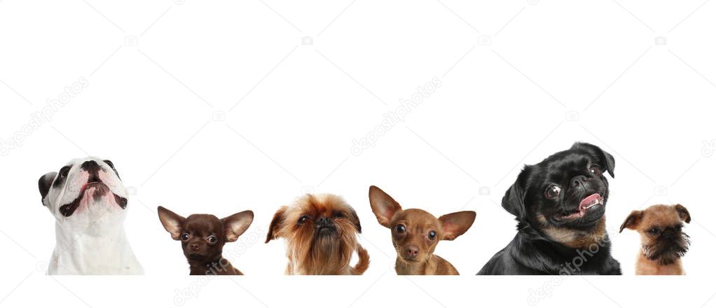 Set of adorable dogs on white background
