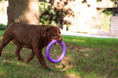 Yeşil yaz parkında oyuncak ile Komik Çikolata Labrador Retriever