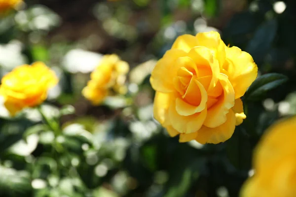 Schöne Rose im blühenden Garten an sonnigem Tag — Stockfoto