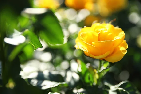 Schöne Rose im blühenden Garten an sonnigem Tag — Stockfoto