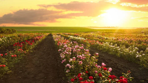 Sträucher mit schönen Rosen im Freien an sonnigen Tagen — Stockfoto