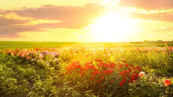 Sträucher mit schönen Rosen im Freien an sonnigen Tagen — Stockfoto