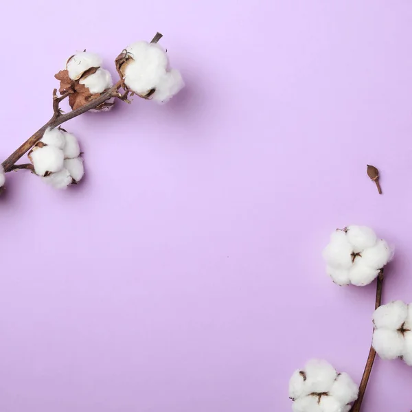Płaska kompozycja lay z bawełnianymi kwiatami na fioletowym tle. Miejsce na tekst — Zdjęcie stockowe