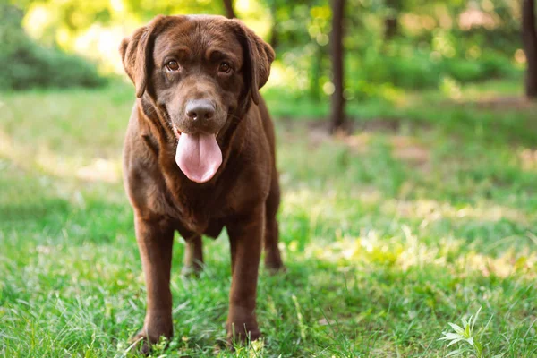 Roztomilý čokoládový Labrador extraktor v zeleném letním parku — Stock fotografie