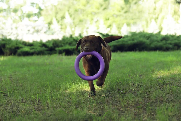 Funny Chocolate Labrador Retriever with toy in green summer park — Stock Photo, Image