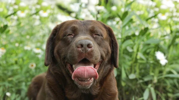 Vicces csokoládé Labrador retriever közelében virágok zöld nyári parkban — Stock Fotó