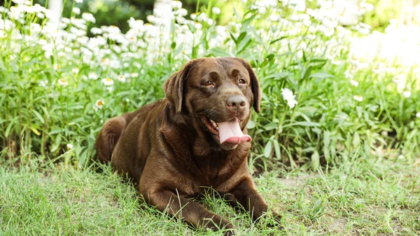 Roztomilý čokoládový Labrador extraktor na zelené trávě v letním parku — Stock fotografie